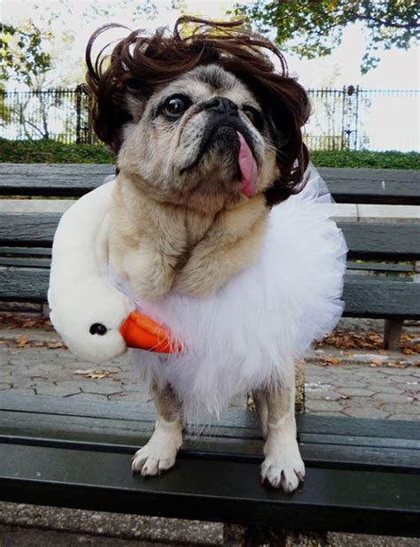 30 Ridiculously Hilarious Pug Costumes