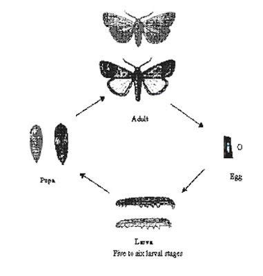 Army Worms: Eliminating These Munching Menaces | Epic Gardening