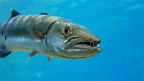 Are Barracudas Dangerous and Do They Attack Humans?