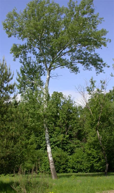 Trees Planet: Populus alba – White Poplar – Abele