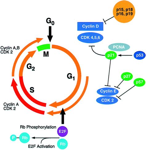 Cell Cycle Cyclin D