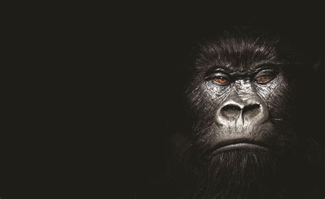 Why Cadbury's 'Gorilla' ad nearly didn't get made – Marketing Week