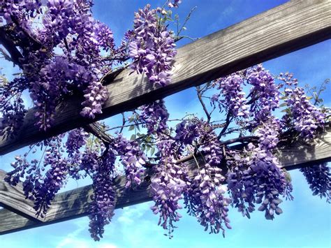 An Easy, Practical Care Guide for Your Beautiful Wisteria Vine - Garden and Happy