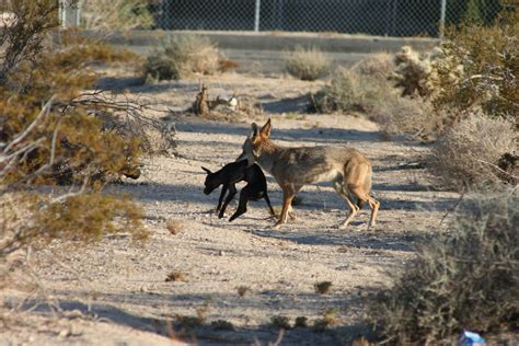 Riding and Ranting: Coyote Steals Domestic Dog