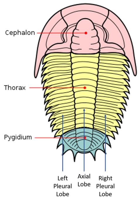 Episode 82 – Trilobites – COMMON DESCENT