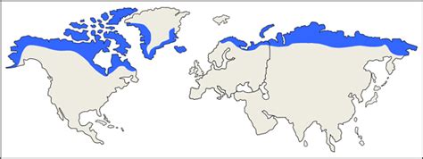 Map of the Arctic Tundra | Arctic tundra, Arctic animals preschool, Arctic