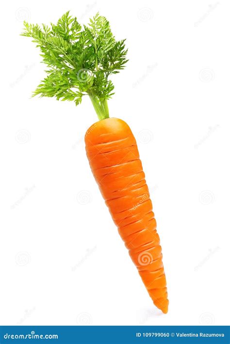 Carrot isolated on white stock photo. Image of single - 109799060