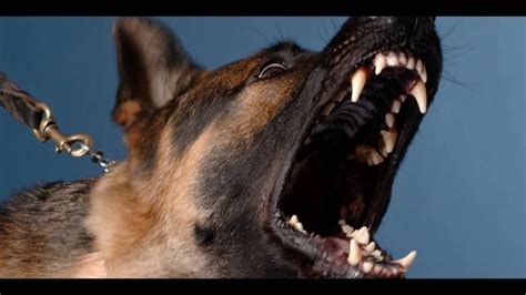 Angry DOG Bark & Growl (Sound Effects) - YouTube | Dog barking, Angry dog, Dog images