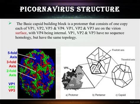 Picornavirus