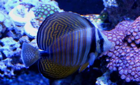 Sailfin Tang - Reef Aquarium