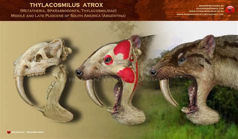 Thylacosmilus - Alchetron, The Free Social Encyclopedia