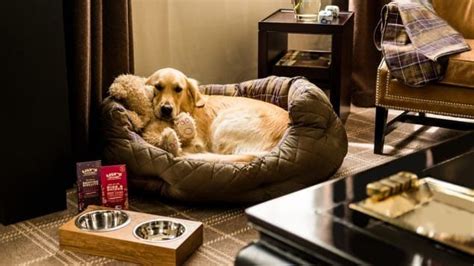 These pet-friendly hotels are rolling out the red carpet for your ...