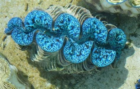 Giant Clams Hold Clues to Reflective Colour – Display Daily