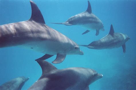 Red Sea Dolphins 1 Free Photo Download | FreeImages