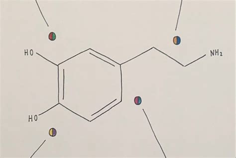 Dopamine Molecular Diagram Diagrams of Random Things - Etsy