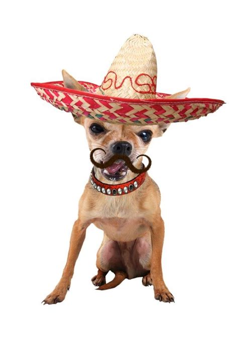 It's a Mexican Chihuahua :D | Perros, Cinco de mayo, Chihuahua