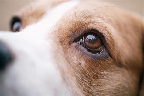 Beagle Health Problems Eyes | Dog Breed Information