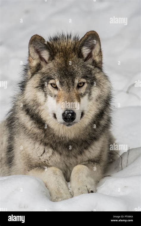 Wolf laying down hi-res stock photography and images - Alamy