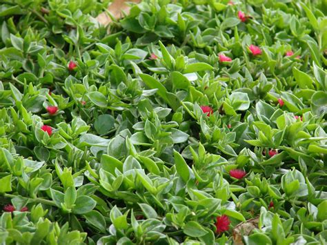 Red Apple ice plant is at risk to downy mildew