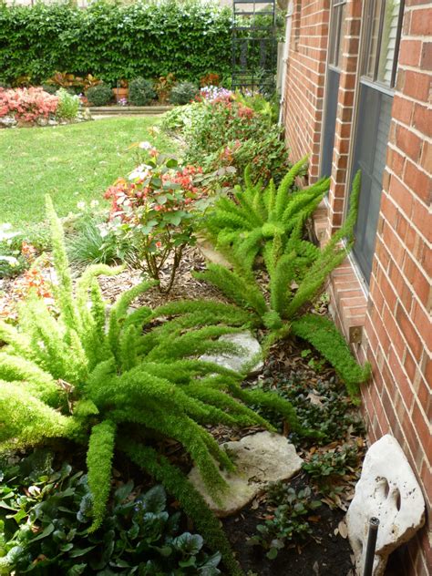 Foxtail Fern: The Pros and Cons of Planting This Variety of Fern ...