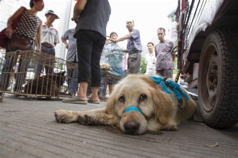 Pictures From Yulin Dog Meat Festival Show Heartbreaking Cruelty of ...