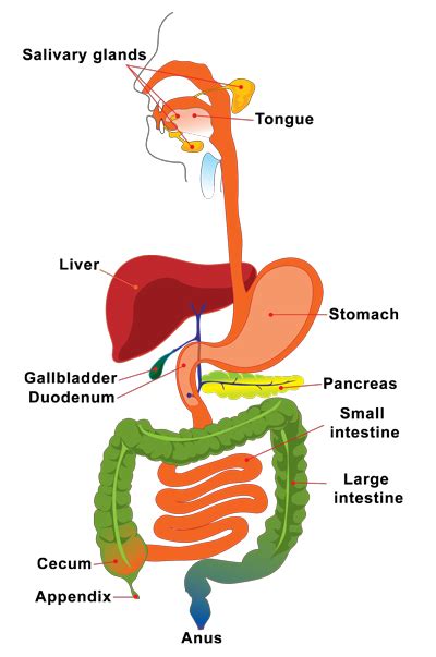 The appendix in 2023 | Digestive system diagram, Digestive system for ...