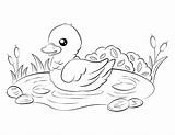 Ducklings Coloring Pages sketch template