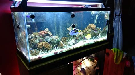 Build Thread - 75 Gallon Reef Tank | Reef2Reef