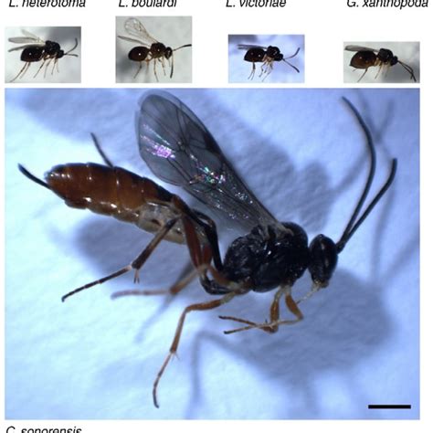 Organization of wasp venom glands. (A) Overall organization of the ...