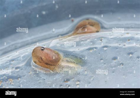 frog reproduction cycle Stock Photo - Alamy