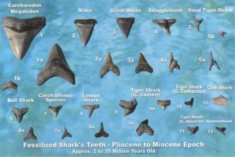 Pin by David Basora on Sharks = Repect no. 2 !! | Shark facts, Shark teeth, Shark