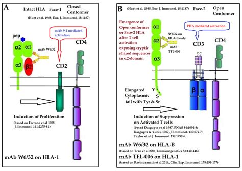 Antibodies | Free Full-Text | Role of HLA-I Structural Variants and the ...