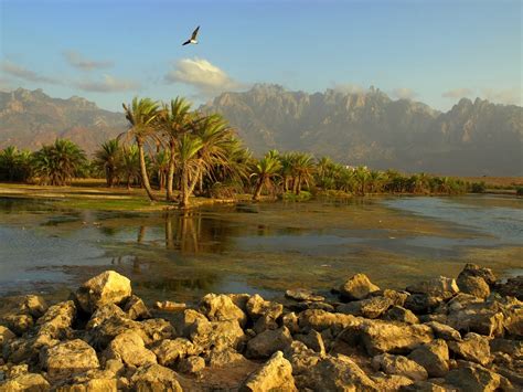 Socotra Island ,Yemen - azee