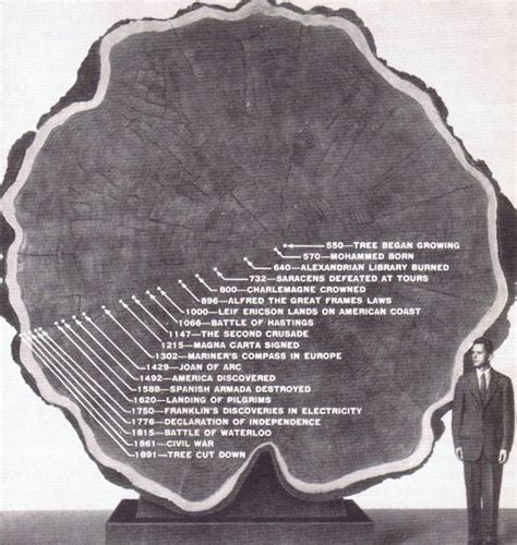 Tree Growth Rings — ScouterLife