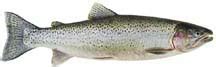 Cutthroat trout identification - King County