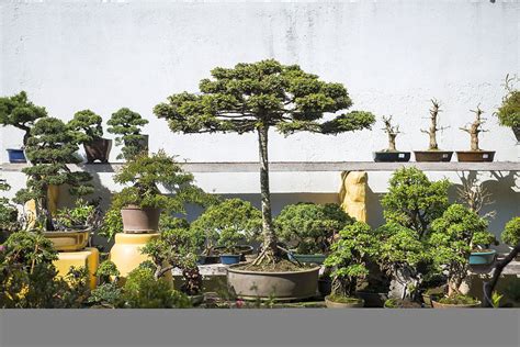 Bonsai de Araucária cultivado em Curitiba é único no mundo | Tribuna do Paraná