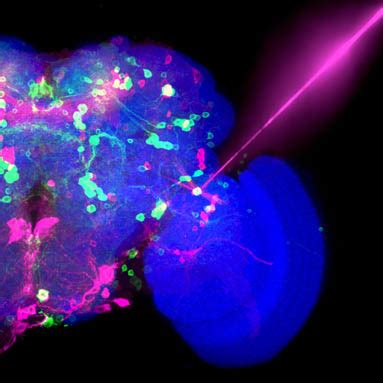 Optogenetics - Centre for Neural Circuits and BehaviourCentre for Neural Circuits and Behaviour