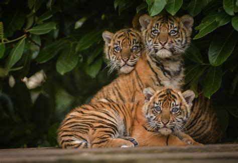 The 12-week-old Sumatran Tiger Cubs, at Chester Zoo, were recently ...