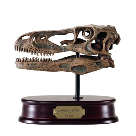 Deinonychus Skull Model | DinoStoreus