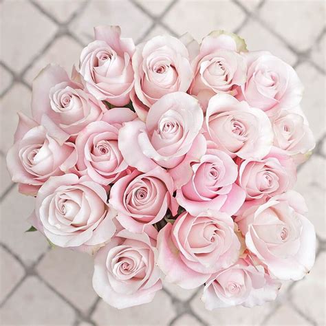 Light Pink Rose | White and pink roses, Pink roses bouquet valentines, Pink rose bouquet