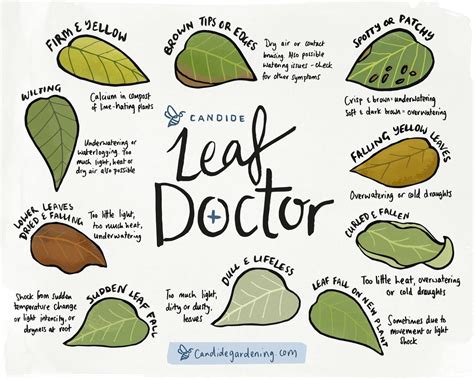 Candide Leaf Doctor: What’s Wrong With My Plant? - Discover | Candide ...