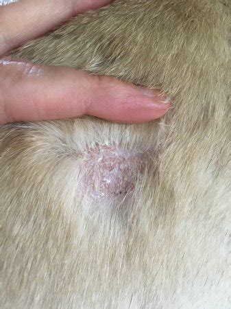 What Causes Scabs On Dogs Back