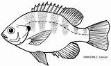 Crappie Fish Coloring Page Sketch sketch template