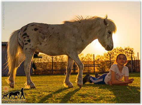 Miniature Horse Training – You have to start somewhere