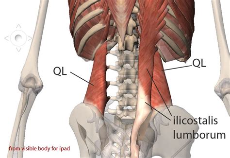 Quadratus Lumborum (QL) A real Pain in the Back! | Love Yoga Anatomy