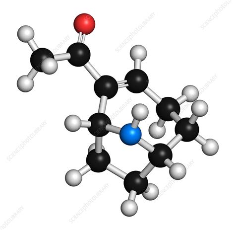 Anatoxin molecule - Stock Image - F021/4858 - Science Photo Library