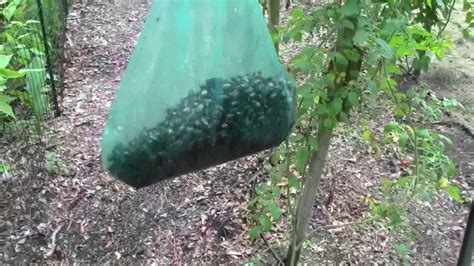 REUSING JAPANESE BEETLE TRAP BAGS - YouTube