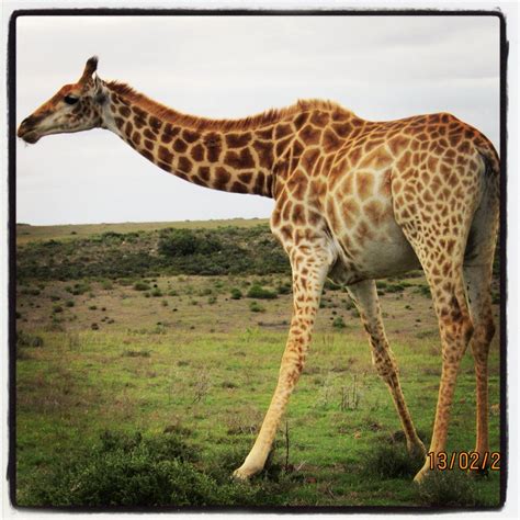 Giraffe , South Africa South Africa, Giraffe, Animals, Felt Giraffe ...