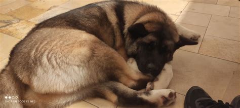 I really like how they sleep : r/akita