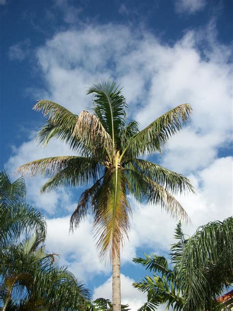 Florida Palm Tree by Namine97 on DeviantArt